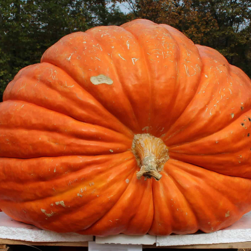 Giant Pumpkins