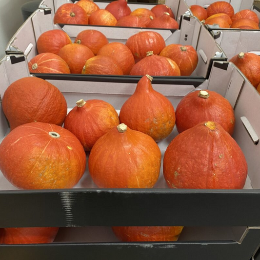 Hokkaido Pumpkin
