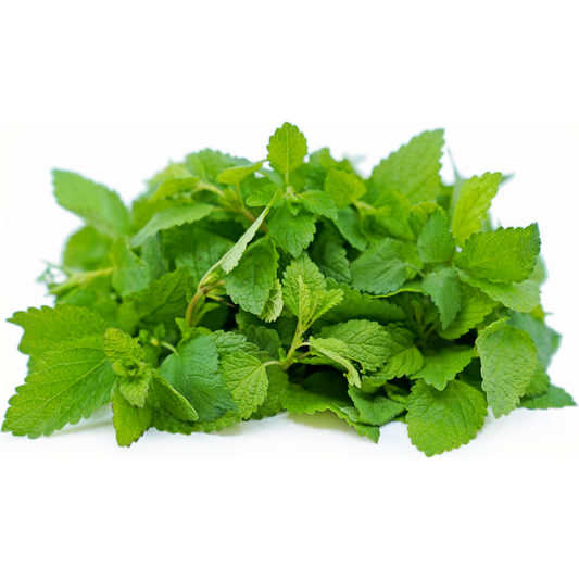 Lemon Balm (KG)