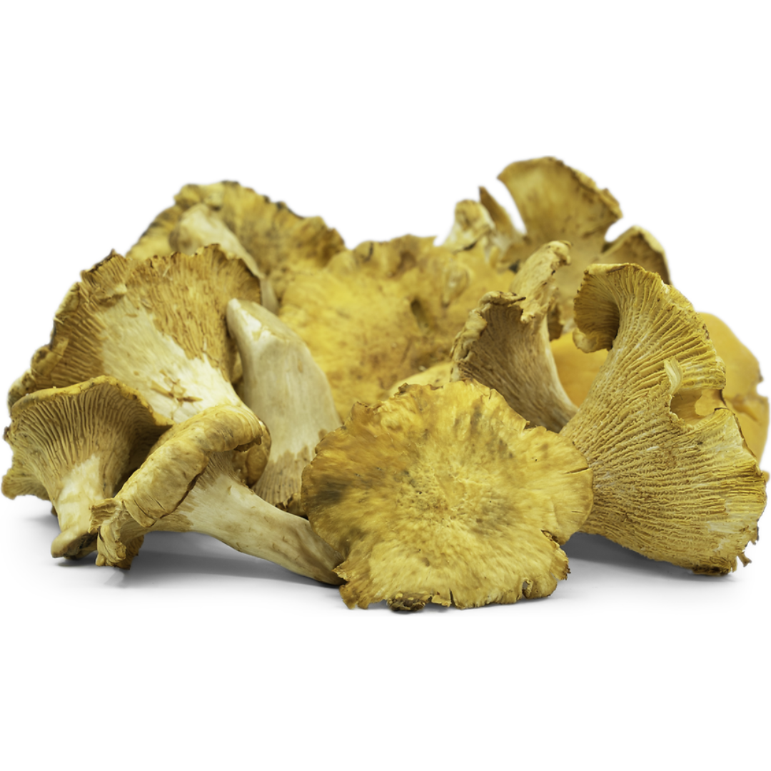 Chanterelle Girolles (KG)