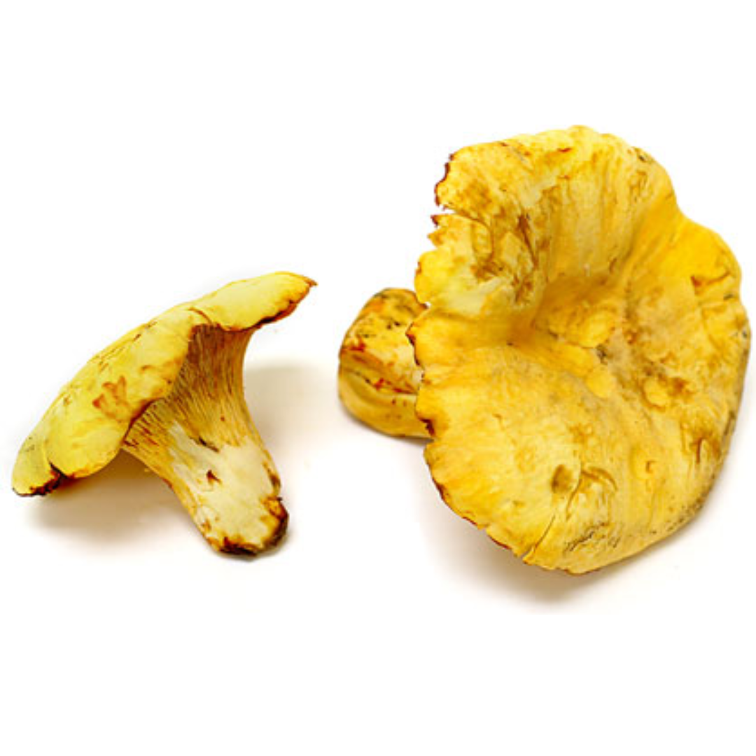 Chanterelle Jaune (KG)