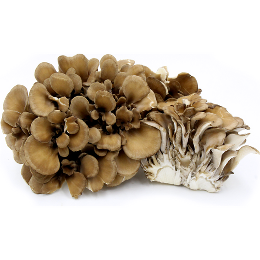 Maitake (KG)