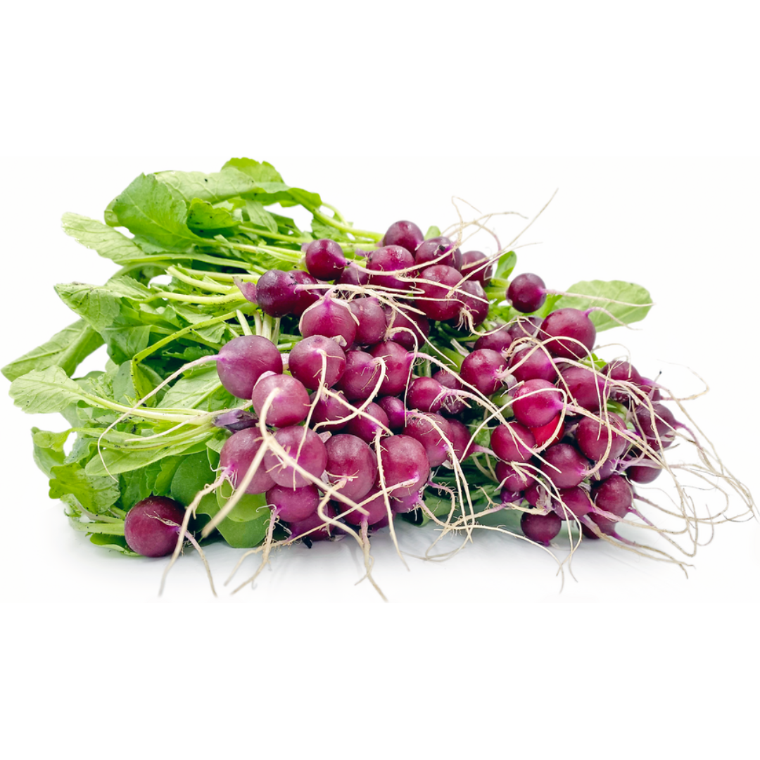 Radish Purple Mini