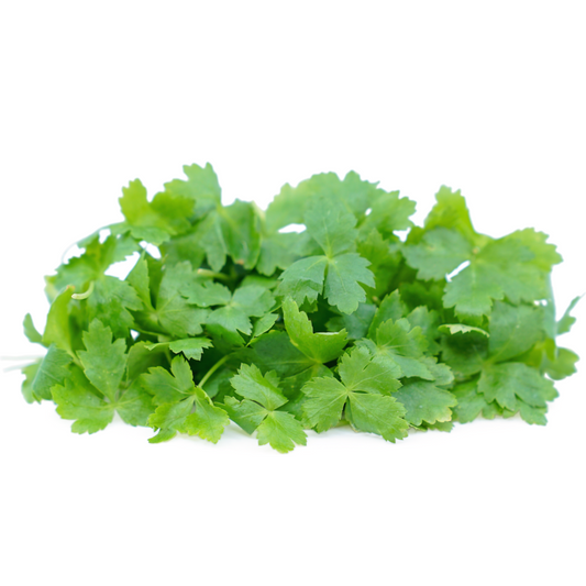 Parsley Mitsuba