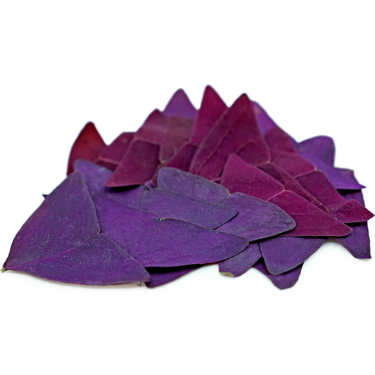 Oxalis Purple