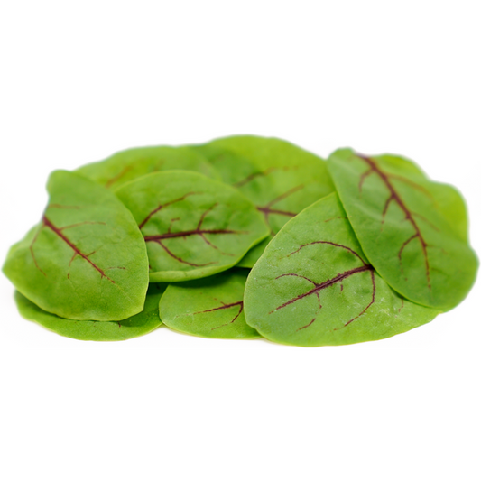 Sorrel Red Veined