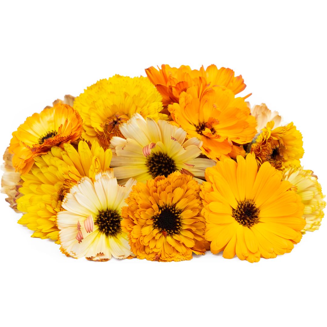 Calendula