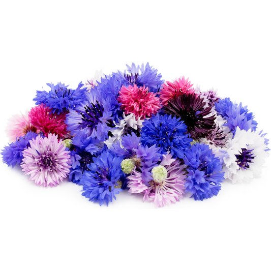 Cornflowers