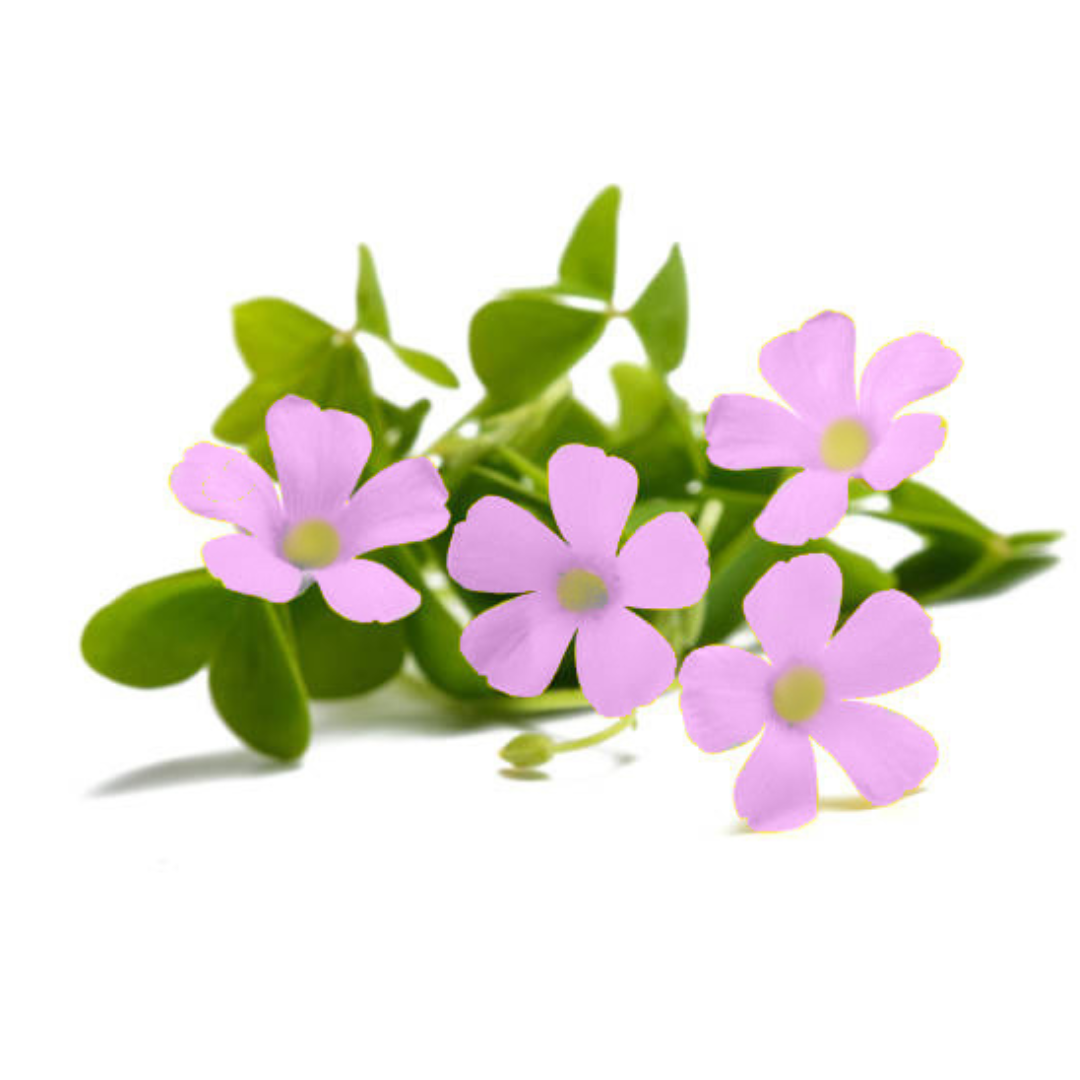 Purple Oxalis – Bravo Fine Foods Hong Kong