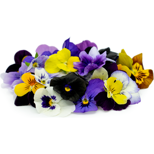 Viola - Pansy Mix