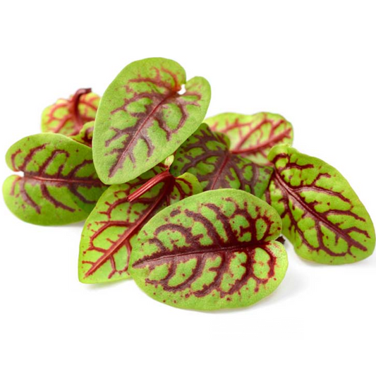 Baby Red Veined Sorrel (KG)