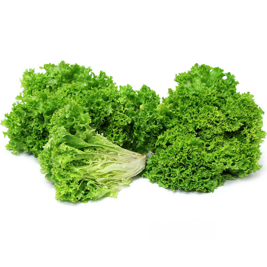 Lettuce Lollo Biondo (KG)