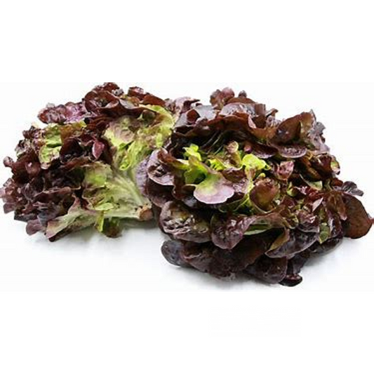 Lettuce Oakleaf Red (KG)