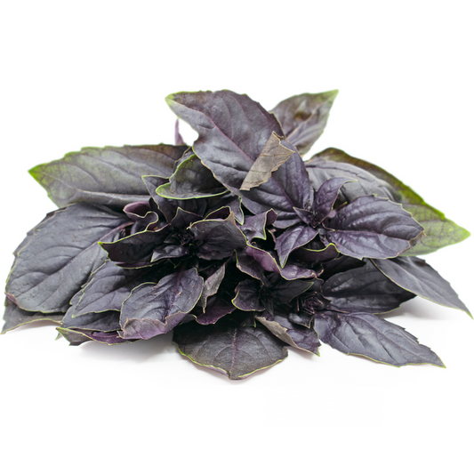 Basil Red (KG)