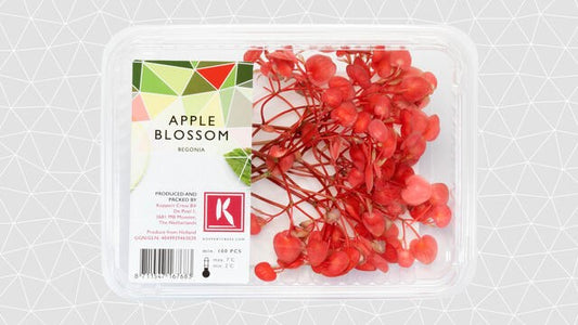 Apple Blossom (CS)